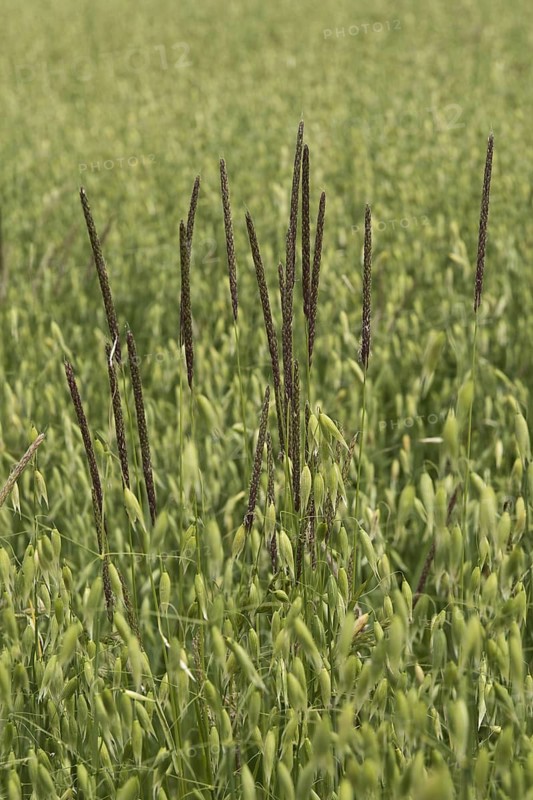 Blackgrass
