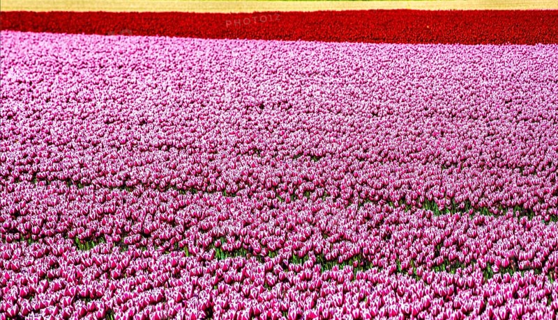 Flowering tulip fields