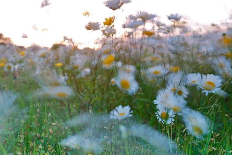 Blur experiment on a flowering meadow in summer