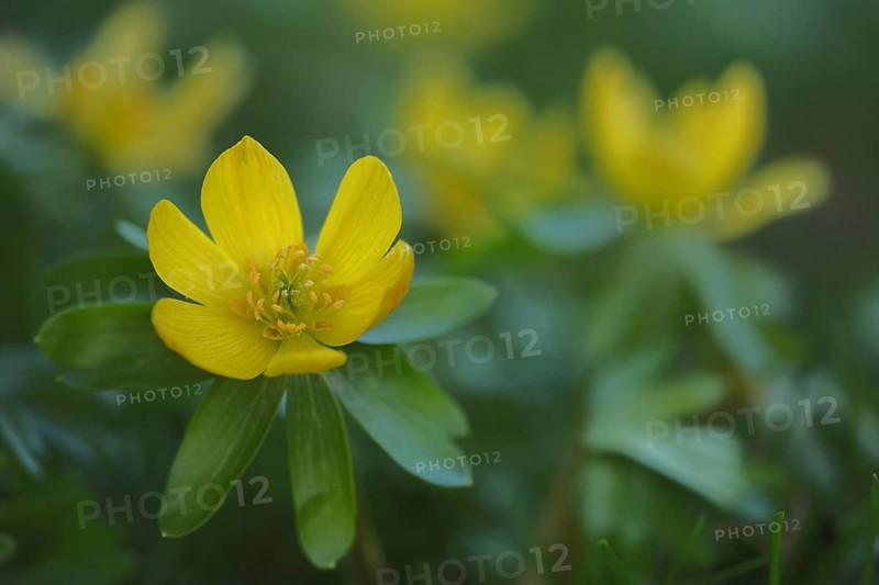 Southern European winter aconite