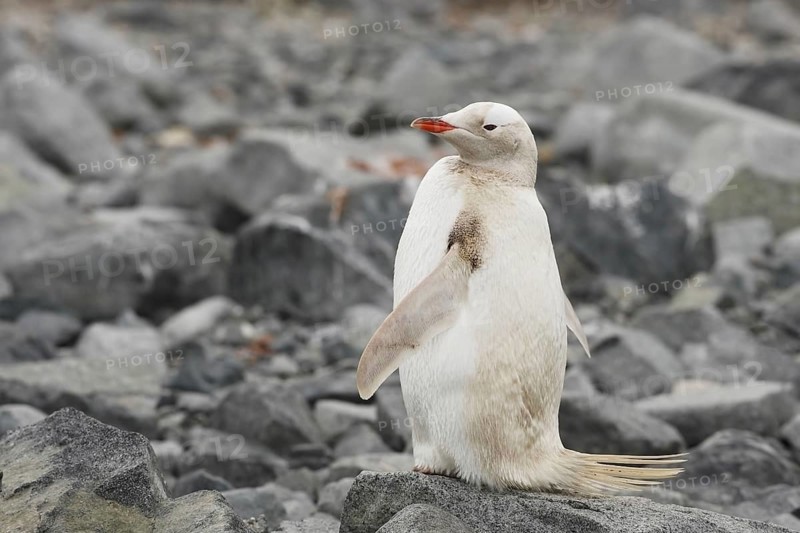 Gentoo Penguin