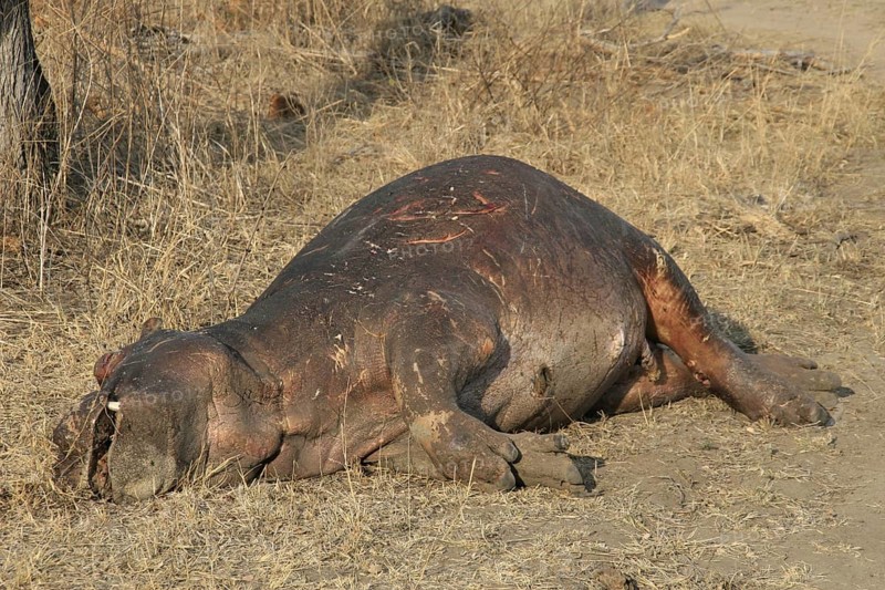 Hippopotamus