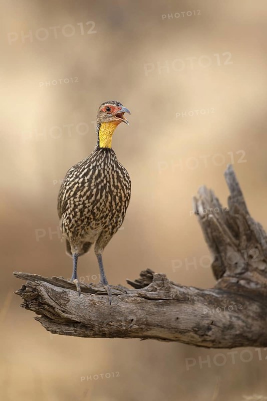 Yellow-necked Spurfowl