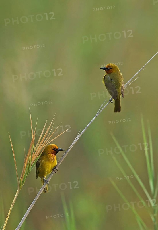 Spectacled weaver
