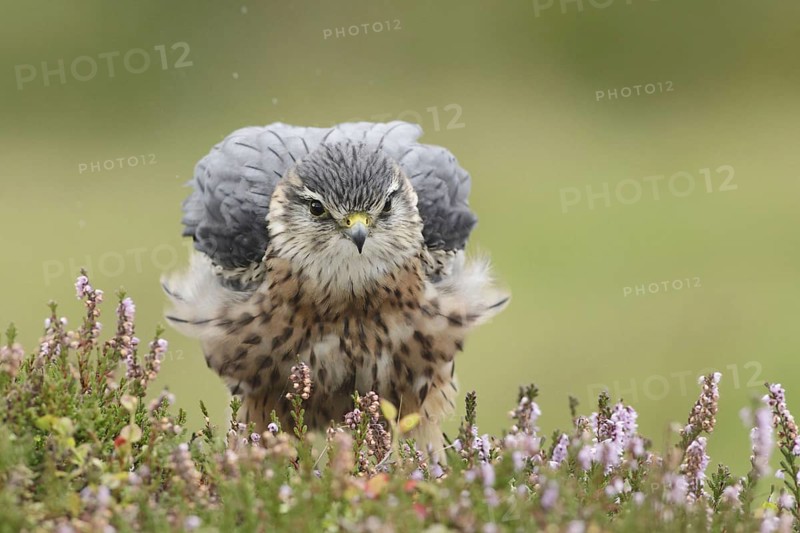 Merlin