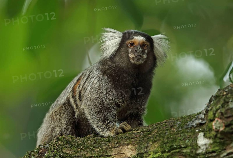 Common Marmoset