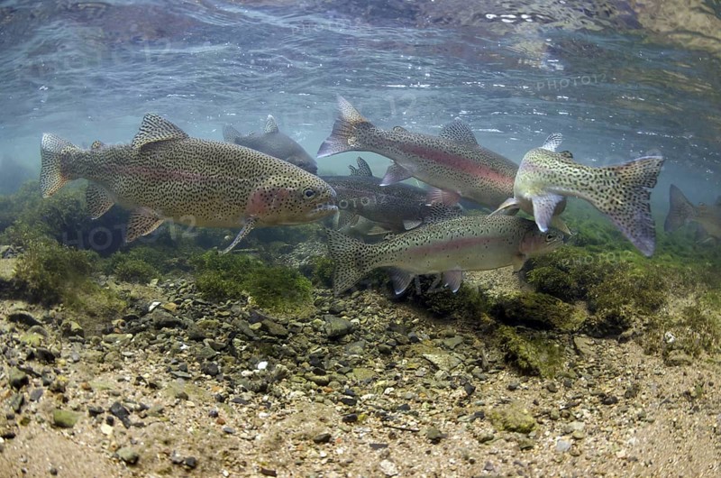 Salmo gairdneri