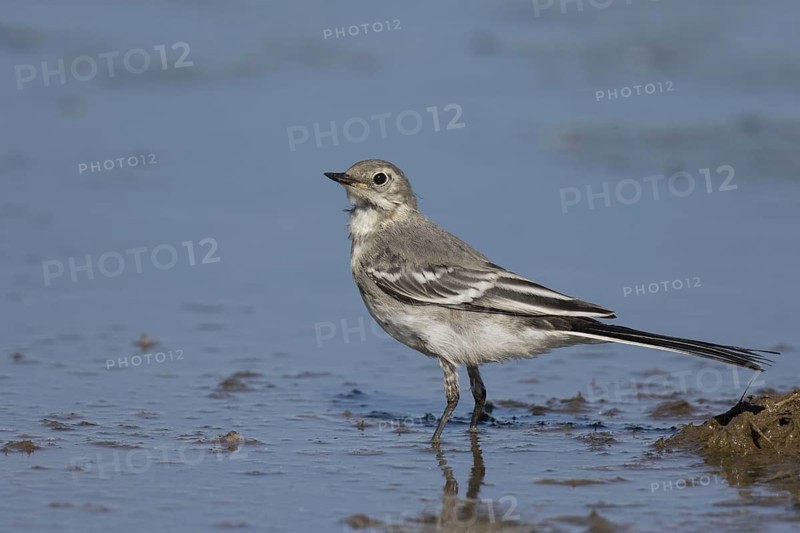 Pied Wagtail