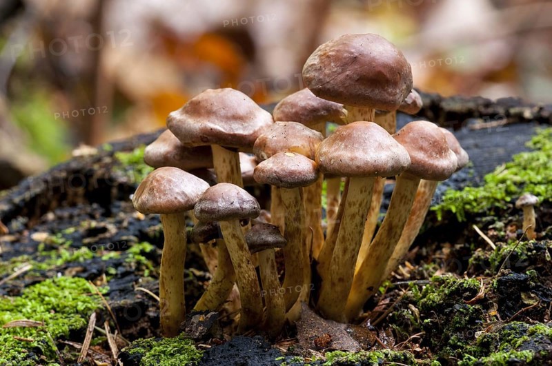Fruiting bodies of brick tuft fungus