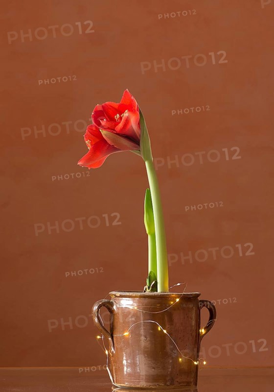 Blossoming amaryllis