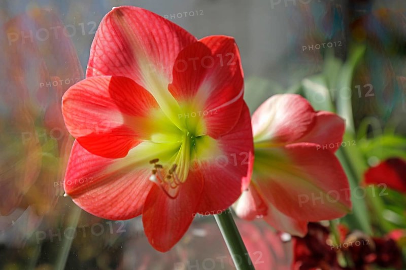 Amaryllis