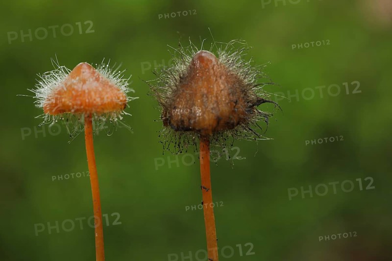 Two saffrondrop bonnets