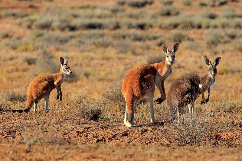 Red kangaroo