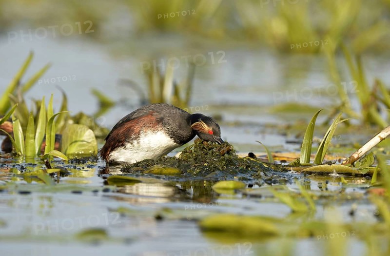 Black-necked Grebe