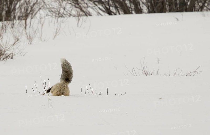 American Red Fox