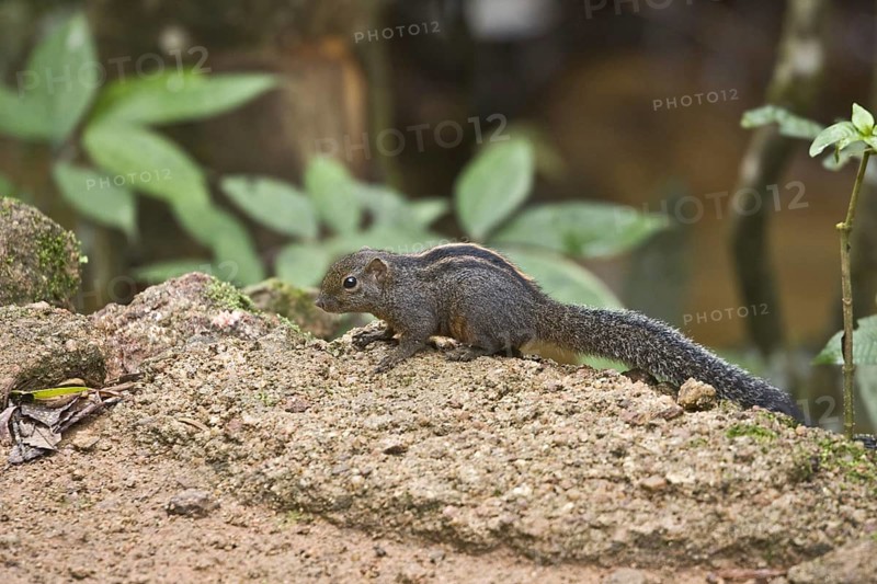 Layard's Palm Squirrel