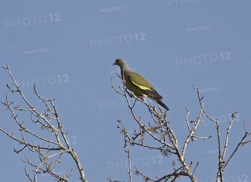 Orange-breasted Green Pigeon