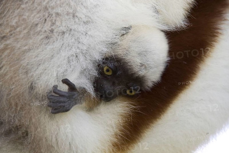 Coquerel baby sifaka peeking out of the mother's fur