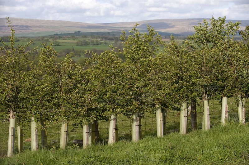 Young hedges growing