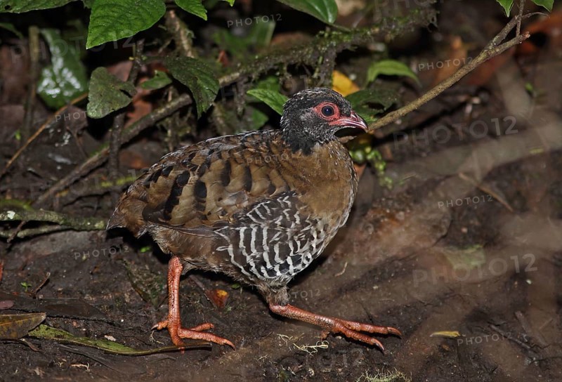 Red-billed Partridge