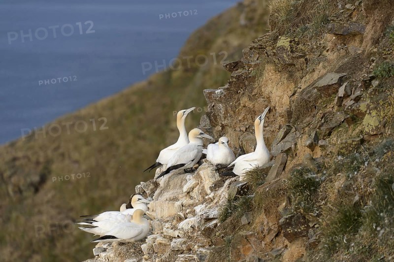 Northern Gannet