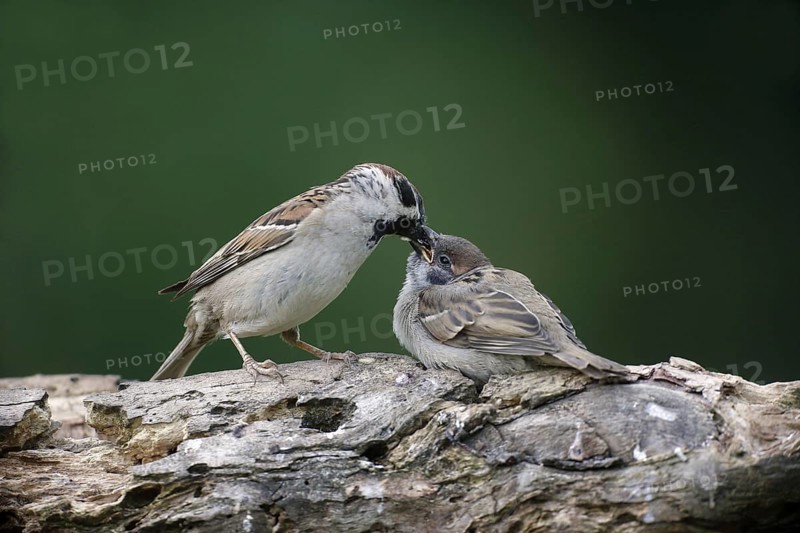 Eurasian Tree Sparrow