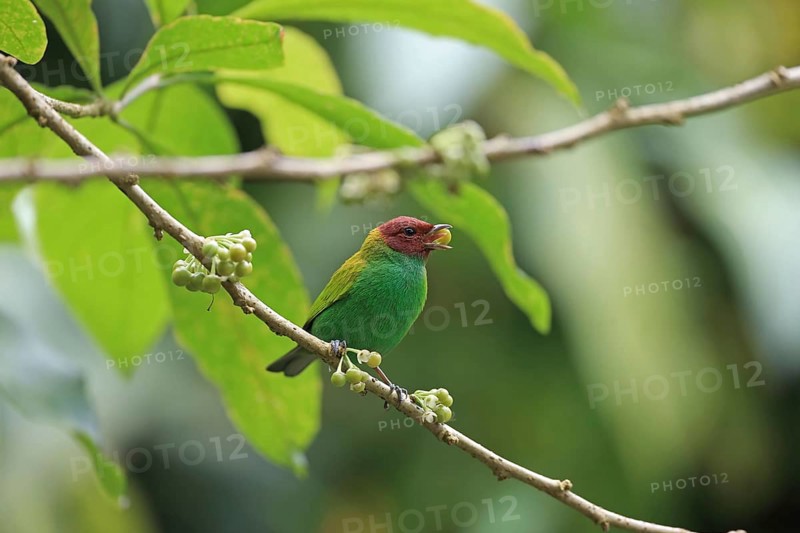 Green Tanager