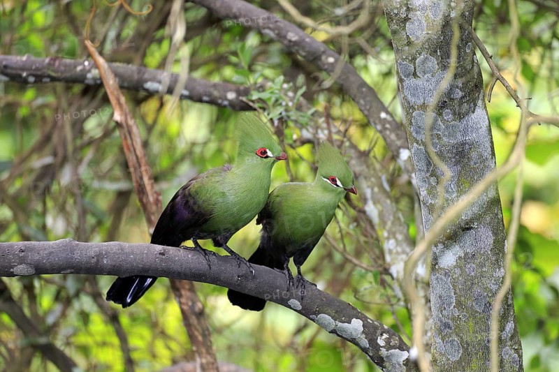 Guinea turacos