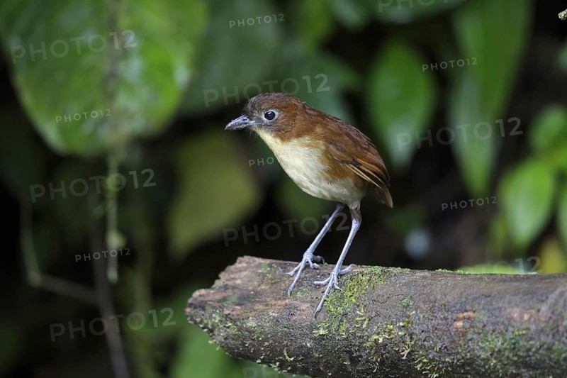 Yellow-breasted antpitta