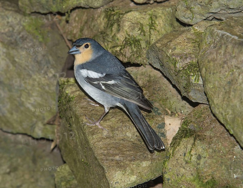 La Palma Chaffinch