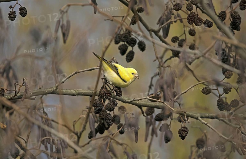 Eurasian Siskin