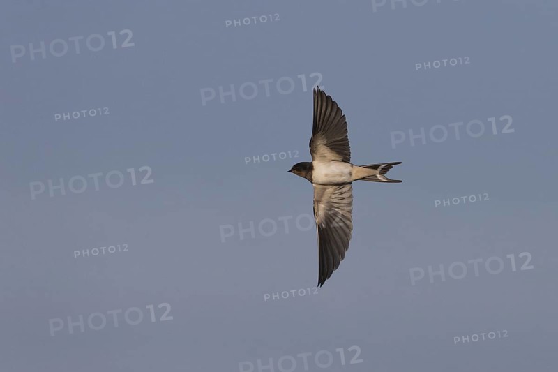 Barn Swallow