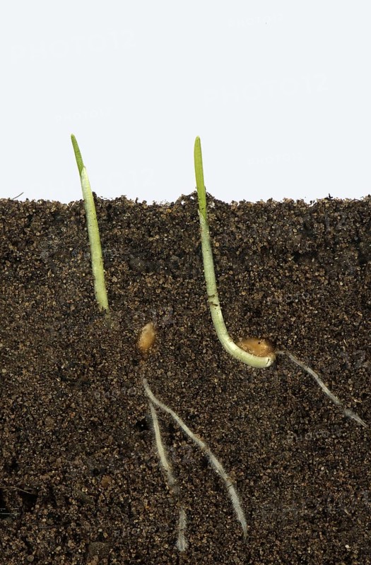 Wheat seeds germinating in a glass-sided container and showing root and air development