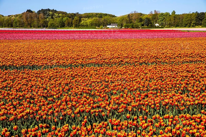 Flowering tulip fields