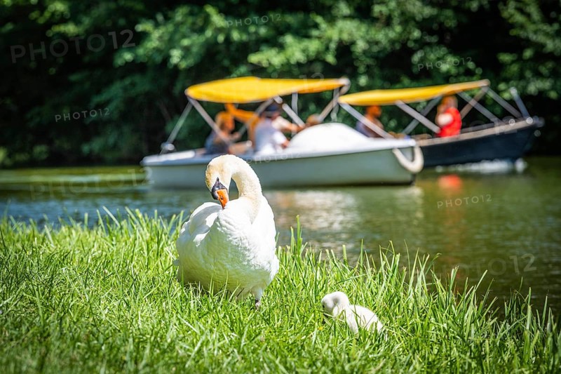 Swan
