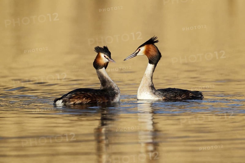 Great crested grebe