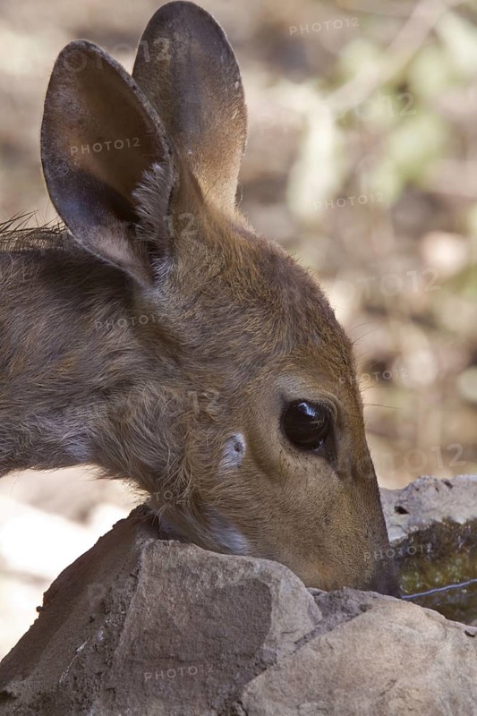 Bushbuck