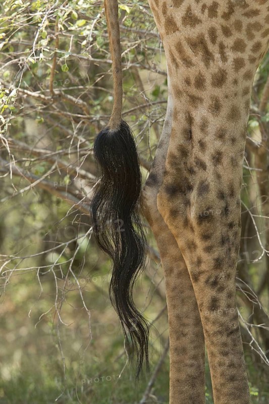 Cape Giraffe