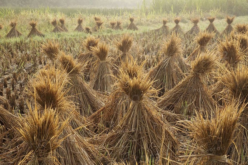 Asian rice