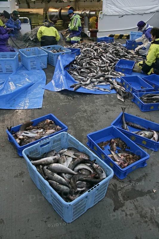 Commercial fishing catch with fishermen