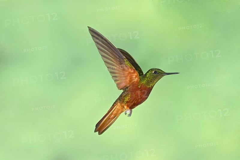 Chestnut-breasted Coronet