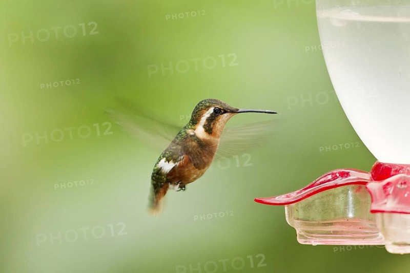 White-bellied Woodstar
