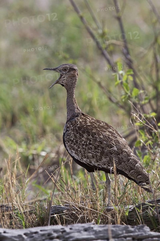 Red Crested Bustard
