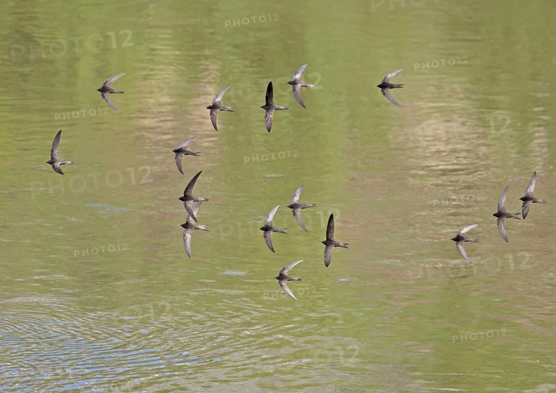 Common Swift