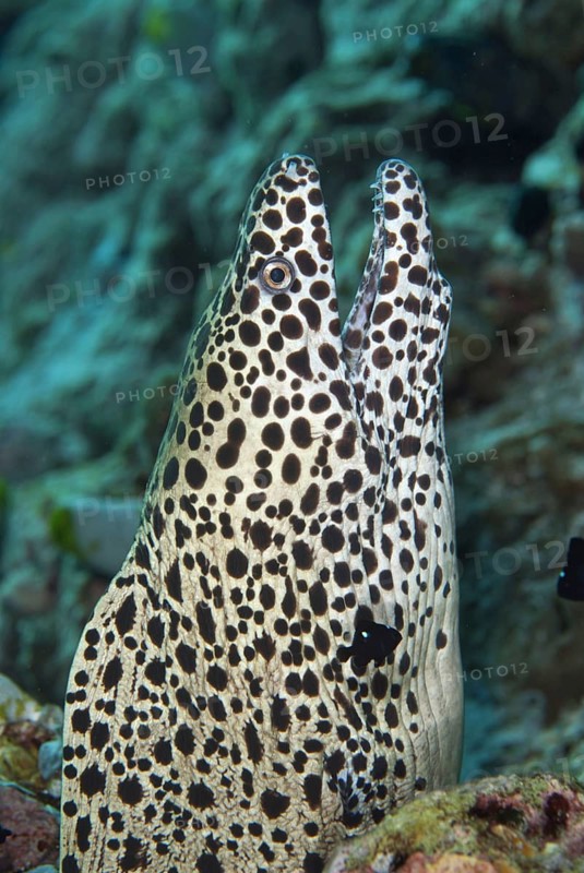 Laced moray