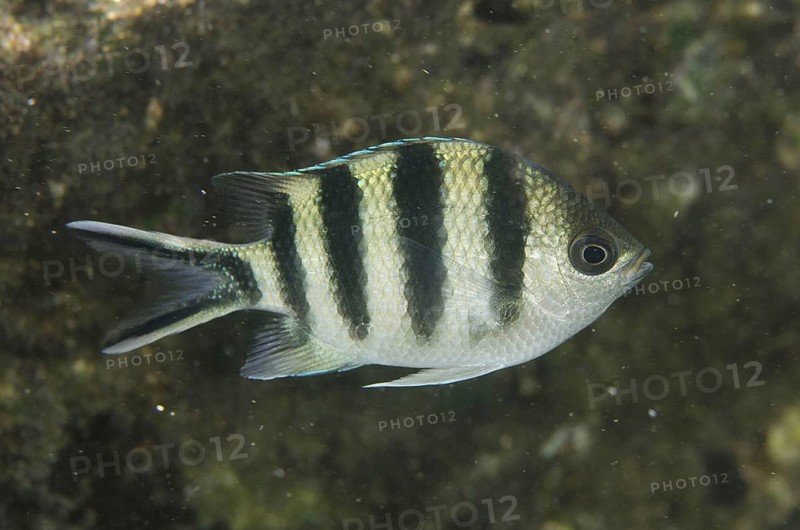 Scissortail Sergeant