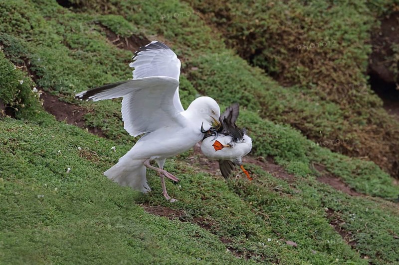 European european herring gull