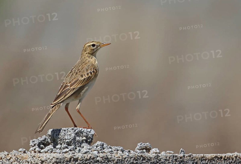 Richard's pipit