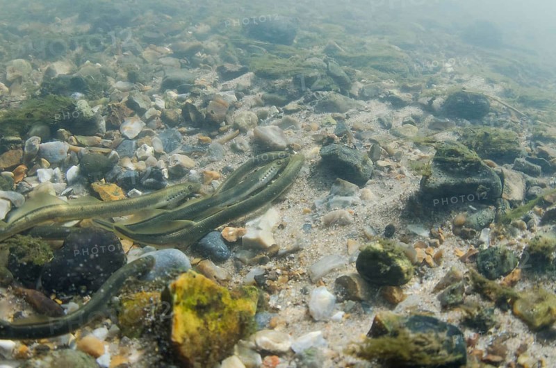 Brook Lamprey
