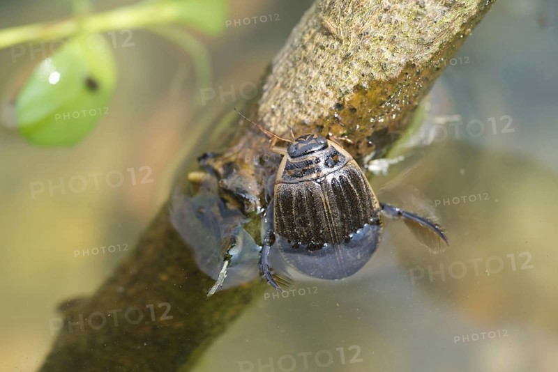 Lesser Diving Beetle